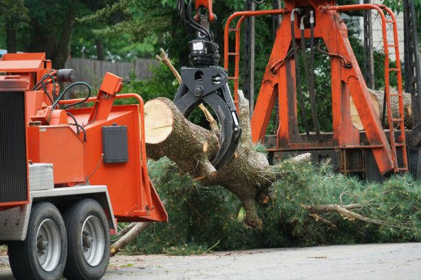 How Our Tree Care Process Works  in  La Fayette, AL